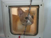 The cat seen through the cat door. The cat seen through the cat door.
