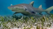 Eine trächtige Zitronenhai-Weibchen (Negaprion brevirostris) sucht in der Nähe der Mangroven nach einem geeigneten Geburtsort. Ihre Jungen werden dort die ersten Lebensmonate verbringen. Bimini, Bahamas. Eine trächtige Zitronenhai-Weibchen (Negaprion brevirostris) sucht in der Nähe der Mangroven nach einem geeigneten Geburtsort. Ihre Jungen werden dort die ersten Lebensmonate verbringen. Bimini, Bahamas.
