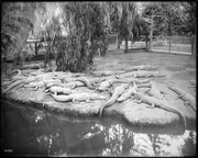 Foto von Alligatoren, die sich auf einer Alligatorfarm sonnen. (Sondersammlungen der USC-Bibliotheken/California Historical Society) Foto von Alligatoren, die sich auf einer Alligatorfarm sonnen. (Sondersammlungen der USC-Bibliotheken/California Historical Society)