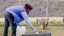 Alejandra Saavedra ist eine von rund 25 Mitarbeitern im Patagonien Nationalpark. Sie wacht &uuml;ber eine Gruppe von jungen Nandus.