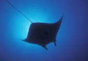 Teuflisch schön: Der Mantarochen wird wegen seiner auffälligen Hörner am Kopf auch als Teufelsrochen bezeichnet. Mit diesen eingerollten Flossen filtert er Plankton aus dem Wasser. Teuflisch schön: Der Mantarochen wird wegen seiner auffälligen Hörner am Kopf auch als Teufelsrochen bezeichnet. Mit diesen eingerollten Flossen filtert er Plankton aus dem Wasser.