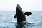 Ein Orca auf dem Sprung aus dem Wasser Ein Orca auf dem Sprung aus dem Wasser