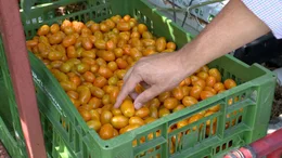 Gelbe Cherrytomaten.