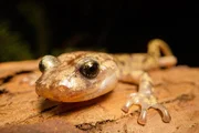 Wandersalamander in einem Redwood-Wald, Nordkalifornien. Wandersalamander in einem Redwood-Wald, Nordkalifornien.
