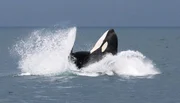 Ein springender Orca. Ein springender Orca.