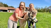Denise und Nina (links) gehen mit der kleinen Georgie auf die Koppel zum Angrasen. Das ist im Frühling wichtig, damit sich der empfindliche Ponymagen an das frische Gras gewöhnen kann. (Denise Biedermann, Nina Ploghaus) Denise und Nina (links) gehen mit der kleinen Georgie auf die Koppel zum Angrasen. Das ist im Frühling wichtig, damit sich der empfindliche Ponymagen an das frische Gras gewöhnen kann. (Denise Biedermann, Nina Ploghaus)