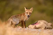 Rotf&uuml;chse sind flexibel in der Anpassung an ihren Lebensraum und an neue Situationen. Prim&auml;r ern&auml;hren sie sich von kleinen Nagetieren, V&ouml;geln, Hasen und Reptilien&hellip;doch sie verschm&auml;hen auch Aas nicht. In der Dehesa m&uuml;ssen sie sich gegen gro&szlig;e Aasfresser wie G&auml;nsegeier und M&ouml;nchsgeier, mit ihren furchteinfl&ouml;&szlig;enden Schn&auml;beln und Klauen, behaupten.
