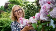 Zum Auftakt der neuen Staffel "Garten und lecker" lädt „Staudenqueen“ Hildegard Rave aus Velen Ramsdorf in ihren Garten. Mitten in einem Wohngebiet hat die gelernte Einzelhandelskauffrau auf 1.000 Quadratmetern ihren Gartentraum geschaffen. Überall blühen Stauden – mehr als 100 verschiedene Sorten. Zum Auftakt der neuen Staffel "Garten und lecker" lädt „Staudenqueen“ Hildegard Rave aus Velen Ramsdorf in ihren Garten. Mitten in einem Wohngebiet hat die gelernte Einzelhandelskauffrau auf 1.000 Quadratmetern ihren Gartentraum geschaffen. Überall blühen Stauden – mehr als 100 verschiedene Sorten.