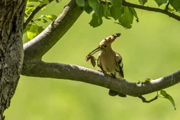 Ein Wiedehopf.