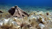 Das Mittelmeer gehört zu den Hauptverbreitungsgebieten des Gemeinen Kraken Das Mittelmeer gehört zu den Hauptverbreitungsgebieten des Gemeinen Kraken