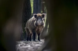 Ein Wildschwein.