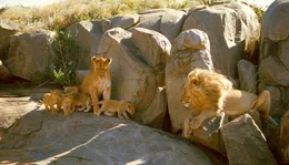 Ein Bild wie aus einem bekannten Zeichentrickfilm aus dem Hause Disney: Die ganze L&ouml;wenfamilie versammelt sich an einem Felsen.