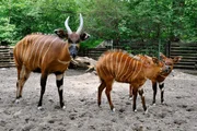 PANDA, GORILLA & CO., TEIL 198, "Geschichten aus dem Zoo Berlin und dem Tierpark Berlin", am Freitag um 21:00 Uhr. Bei den beiden Bongo-Kindern kann man nur hoffen, dass sie nicht zu sehr nach dem Vater schlagen: Der neue Waldantilopenbulle Shagari hat nämlich ziemlich schiefe Hörner. PANDA, GORILLA & CO., TEIL 198, "Geschichten aus dem Zoo Berlin und dem Tierpark Berlin", am Freitag um 21:00 Uhr. Bei den beiden Bongo-Kindern kann man nur hoffen, dass sie nicht zu sehr nach dem Vater schlagen: Der neue Waldantilopenbulle Shagari hat nämlich ziemlich schiefe Hörner.