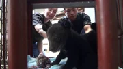 Die Bärenbabys wissen kaum, wie ihnen geschieht. Vor wenigen Tagen noch in den Wäldern Vietnams zuhause, hatten sie Glück im großen Unglück. Ihre Mutter haben sie durch Wilderer verloren. Aber ein Dahinvegetieren in einer der berüchtigten Bärenfarmen Vietnams bleibt ihnen erspart. In der Rettungsstation von Tam Dao sind sie in der Obhut der Stiftung Animals Asia, die sich schon in China um die Rettung von "Gallebären" verdient gemacht hat. Die Bärenbabys wissen kaum, wie ihnen geschieht. Vor wenigen Tagen noch in den Wäldern Vietnams zuhause, hatten sie Glück im großen Unglück. Ihre Mutter haben sie durch Wilderer verloren. Aber ein Dahinvegetieren in einer der berüchtigten Bärenfarmen Vietnams bleibt ihnen erspart. In der Rettungsstation von Tam Dao sind sie in der Obhut der Stiftung Animals Asia, die sich schon in China um die Rettung von "Gallebären" verdient gemacht hat.