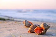 Sch&ouml;ne Muscheln am Strand