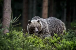Ein Braunb&auml;r.