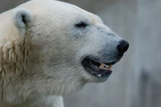 Bei den Eisbären muss geputzt werden. Bei den Eisbären muss geputzt werden.