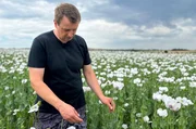 Der Mohnanbau hat in Tschechien eine lange Tradition – doch der Klimawandel macht den Bauern zu schaffen, in den letzten Jahren war die Mohnproduktion rückläufig. Der Mohnanbau hat in Tschechien eine lange Tradition – doch der Klimawandel macht den Bauern zu schaffen, in den letzten Jahren war die Mohnproduktion rückläufig.