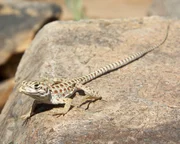 Leopard Lizard. Leopard Lizard.