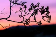 Desert sunset. Desert sunset.