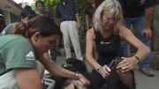 Animals Asia hat gerade eine Bärin aus 11-jähriger Käfighaft gerettet. Jill Robinson (rechts), die Chefin der Stiftung, legt selbst mit Hand an und schneidet dem noch in Narkose liegendem Tier die Zehennägel. Die Ärztin Belinda überprüft unterdessen die wichtigsten Körperfunktionen. Ist die Bärin fit für den sofortigen Transport in die Rettungsstation Tam Dao? Zum Glück ist sie es. Animals Asia hat gerade eine Bärin aus 11-jähriger Käfighaft gerettet. Jill Robinson (rechts), die Chefin der Stiftung, legt selbst mit Hand an und schneidet dem noch in Narkose liegendem Tier die Zehennägel. Die Ärztin Belinda überprüft unterdessen die wichtigsten Körperfunktionen. Ist die Bärin fit für den sofortigen Transport in die Rettungsstation Tam Dao? Zum Glück ist sie es.