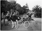 Foto von Straußen, die auf der Los Angeles Ostrich Farm im Lincoln Park vor einen Wagen gespannt sind. (Sondersammlungen der USC-Bibliotheken/California Historical Society) Foto von Straußen, die auf der Los Angeles Ostrich Farm im Lincoln Park vor einen Wagen gespannt sind. (Sondersammlungen der USC-Bibliotheken/California Historical Society)