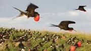 Bei den abgebildeten Vögeln handelt es sich um Fregattvögel, genauer gesagt um den Kleinen Fregattvogel (Fregata minor) oder den Prächtigen Fregattvogel (Fregata magnificens). Bei den abgebildeten Vögeln handelt es sich um Fregattvögel, genauer gesagt um den Kleinen Fregattvogel (Fregata minor) oder den Prächtigen Fregattvogel (Fregata magnificens).