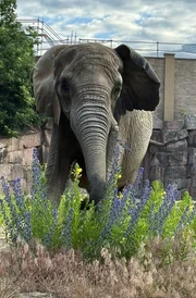 Leitkuh Pori auf der Au&szlig;enanlage des Elefantenhauses im Tierpark Berlin.