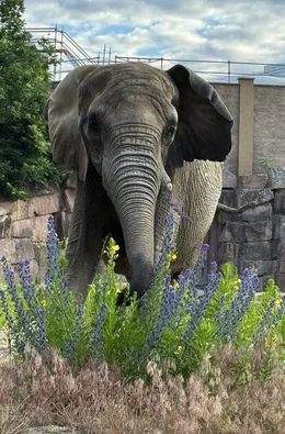 Leitkuh Pori auf der Au&szlig;enanlage des Elefantenhauses im Tierpark Berlin.