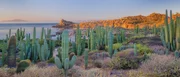 Cardon-Kaktus (Pachycereus pringlei) und Biznaga/Barrel-Kaktus (Ferocactus diguetii), Catalina Island, Sea of Cortez, Baja Sur, Mexiko.