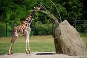 rbb Fernsehen PANDA, GORILLA & CO., TEIL 196, "Geschichten aus dem Zoo Berlin und dem Tierpark Berlin", am Freitag um 21:00 Uhr. Bei den Giraffen im Tierpark führt seit letztem Herbst das freche Bullenkalb Egon seine Tierpfleger ziemlich oft an der Nase herum. rbb Fernsehen PANDA, GORILLA & CO., TEIL 196, "Geschichten aus dem Zoo Berlin und dem Tierpark Berlin", am Freitag um 21:00 Uhr. Bei den Giraffen im Tierpark führt seit letztem Herbst das freche Bullenkalb Egon seine Tierpfleger ziemlich oft an der Nase herum.