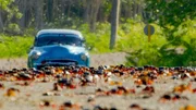 Rote Landkrabben (Gecarcinus ruricola) auf dem Weg zum Meer, um dort ihre Eier abzulegen. Kuba. Rote Landkrabben (Gecarcinus ruricola) auf dem Weg zum Meer, um dort ihre Eier abzulegen. Kuba.