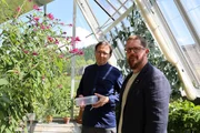 v.li.: Heinz Reitbauer und Max Leodolter ernten Bl&uuml;ten im Glashaus am Pogusch