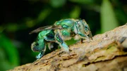 Eine m&auml;nnliche Orchideenbiene (Euglossa viridissima) sammelt Duftstoffe von der Rinde eines Baumes, indem sie diese mit den B&uuml;rsten an ihren F&uuml;&szlig;en aufnimmt. Puerto Vallarta, Jaslico, Mexiko.
