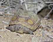 Baby desert tortoise. Baby desert tortoise.