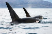 Zwei männliche Orcas schwimmen nebeneinander. Zwei männliche Orcas schwimmen nebeneinander.
