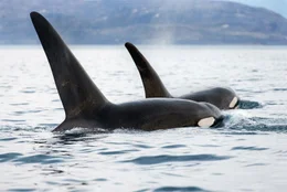 Zwei m&auml;nnliche Orcas schwimmen nebeneinander.