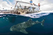 Walhai unter Bagan (Fischerfloß), Cenderawasih Bay, Papua Barat, Indonesien Walhai unter Bagan (Fischerfloß), Cenderawasih Bay, Papua Barat, Indonesien