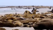 Point Bennett auf San Miguel Island, Kalifornien, beherbergt die größte Ansammlung von Seelöwen und Robben weltweit. Point Bennett auf San Miguel Island, Kalifornien, beherbergt die größte Ansammlung von Seelöwen und Robben weltweit.