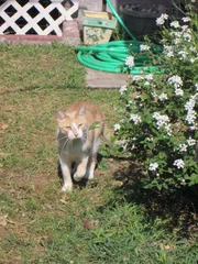 A cat outside in the backyard. A cat outside in the backyard.