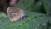 Der Storchschnabel-Bläuling kann nur durch späte Mahd überleben. Der Storchschnabel-Bläuling kann nur durch späte Mahd überleben.