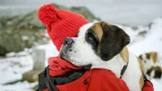 Die Bernhardiner waren schon lange die heimlichen Herrscher des Passes. Heute wird die Rasse als Schweizer Nationalhund verehrt. Die Bernhardiner waren schon lange die heimlichen Herrscher des Passes. Heute wird die Rasse als Schweizer Nationalhund verehrt.