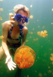 Wasserballett: Über zwei Millionen Quallen tanzen anmutig durch den Jellyfish Lake bei Palau. Wasserballett: Über zwei Millionen Quallen tanzen anmutig durch den Jellyfish Lake bei Palau.
