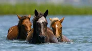 Wildpferde zwischen den Inseln der Shackleford Banks, North Carolina.