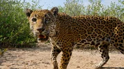 Eine seltene Sichtung: Eine Wildkamera f&auml;ngt einen vorbeiziehenden Jaguar in den gesch&uuml;tzten Mangroven von Marismas Nacionales, Nayarit, Mexiko ein.