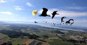1000 km vom Bodensee bis in die Toskana - das ist die Flugroute, die die Forscher des Waldrappteams den Waldrappen zeigen und zur&uuml;cklegen m&uuml;ssen. Wenn sie es nicht schaffen, dann ist die Vogelart weiterhin als Zugvogel vom Aussterben bedroht.  "PUR+"-Moderator Eric Mayer ist bei einem Auswilderungsversuch dabei.