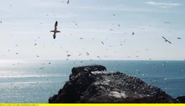Basst&ouml;lpel im Flug: Vogelbeobachtung auf der Nordsee-Insel Helgoland.