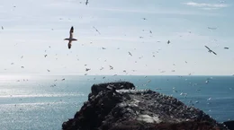 Basst&ouml;lpel im Flug: Vogelbeobachtung auf der Nordsee-Insel Helgoland.