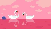 Die Schw&auml;nin beachtet nur ihr Spiegelbild, nicht den Schwan.
