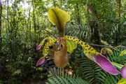 Paphiopedilum lowii, orchid